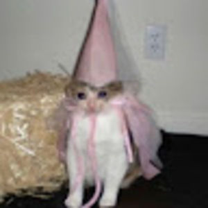 Meet your Posher, Kyraisblue